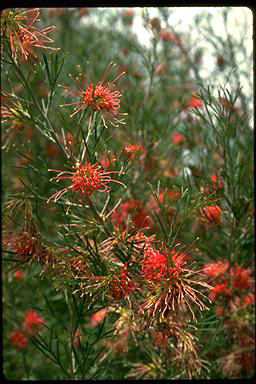 APII jpeg image of Grevillea 'Winpara Gem'  © contact APII