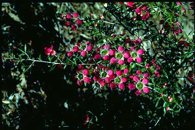 APII jpeg image of Leptospermum 'Daydream'  © contact APII