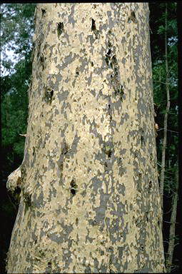 APII jpeg image of Corymbia maculata  © contact APII