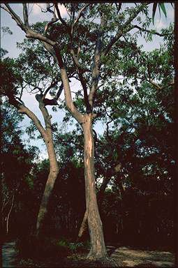 APII jpeg image of Eucalyptus punctata  © contact APII