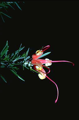 APII jpeg image of Grevillea tripartita  © contact APII