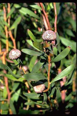 APII jpeg image of Isopogon cuneatus  © contact APII