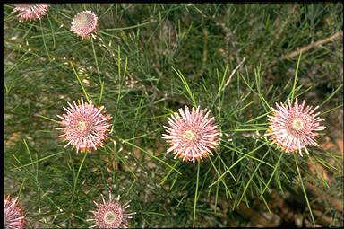 APII jpeg image of Isopogon divergens  © contact APII