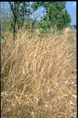 APII jpeg image of Themeda triandra  © contact APII