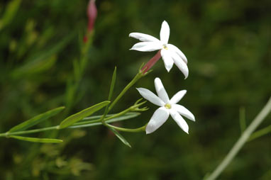 APII jpeg image of Jasminum simplicifolium subsp. suavissimum  © contact APII