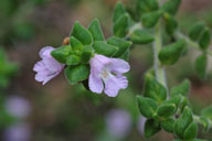 Prostanthera densa