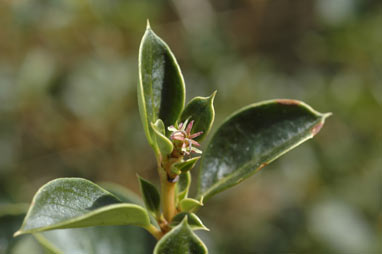 APII jpeg image of Coprosma hirtella  © contact APII