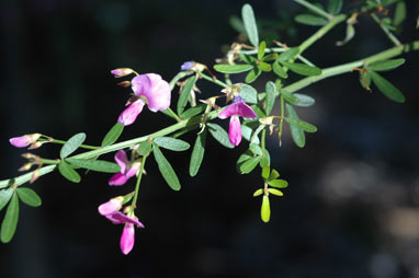 APII jpeg image of Desmodium acanthocladum  © contact APII