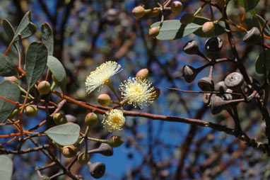 APII jpeg image of Eucalyptus websteriana subsp. norsemanica  © contact APII