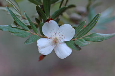 APII jpeg image of Eucryphia moorei  © contact APII