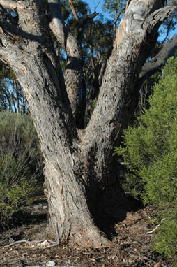 APII jpeg image of Eucalyptus gracilis  © contact APII