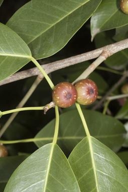 APII jpeg image of Ficus henneana  © contact APII