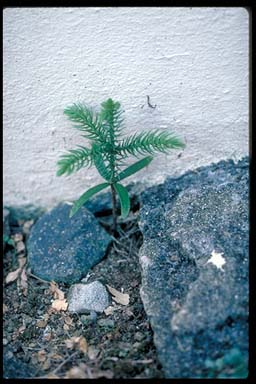 APII jpeg image of Araucaria heterophylla  © contact APII