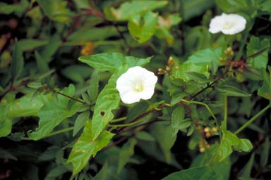 APII jpeg image of Calystegia affinis  © contact APII