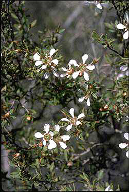 APII jpeg image of Leptospermum coriaceum  © contact APII