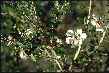 APII jpeg image of Leptospermum grandiflorum  © contact APII