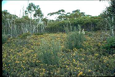 APII jpeg image of Leptospermum jingera  © contact APII