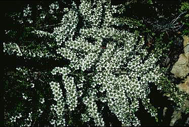 APII jpeg image of Leptospermum juniperinum 'Little Lemon'  © contact APII