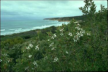 APII jpeg image of Leptospermum laevigatum  © contact APII