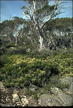 APII jpeg image of Leptospermum namadgiensis,<br/>Kunzea muelleri  © contact APII