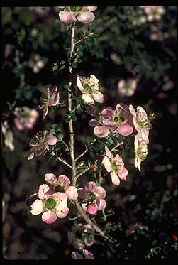 APII jpeg image of Leptospermum rotundifolium  © contact APII