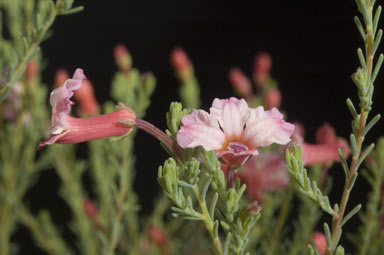 APII jpeg image of Lechenaultia formosa  © contact APII