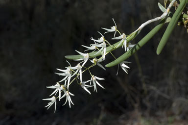 APII jpeg image of Dockrillia nugentii  © contact APII