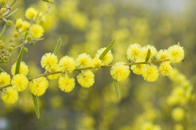 APII jpeg image of Acacia aspera  © contact APII