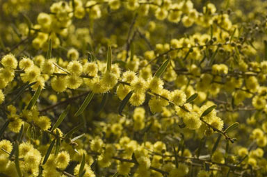 APII jpeg image of Acacia aspera  © contact APII