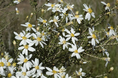 APII jpeg image of Olearia minor  © contact APII