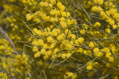 APII jpeg image of Acacia havilandiorum  © contact APII