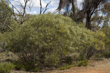 APII jpeg image of Acacia hakeoides  © contact APII