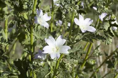 APII jpeg image of Malva weinmanniana  © contact APII