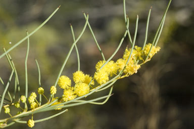 APII jpeg image of Acacia havilandiorum  © contact APII