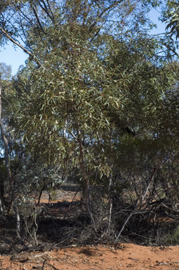 APII jpeg image of Eucalyptus gracilis  © contact APII