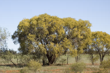 APII jpeg image of Acacia homalophylla  © contact APII