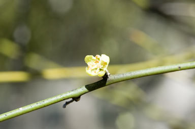 APII jpeg image of Capparis anomala  © contact APII