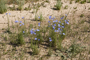 APII jpeg image of Wahlenbergia communis  © contact APII