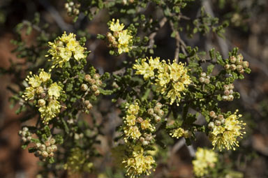 APII jpeg image of Phebalium glandulosum subsp. macrocalyx  © contact APII