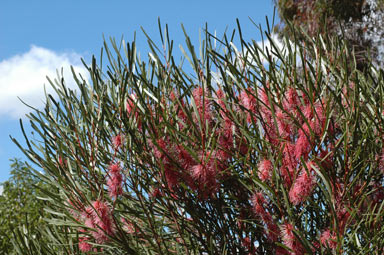 APII jpeg image of Hakea multilineata  © contact APII