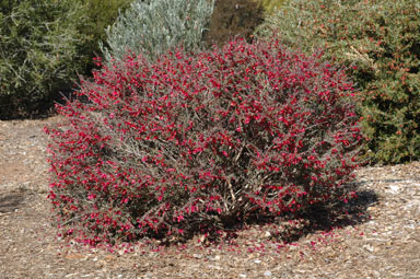 APII jpeg image of Eremophila maculata x brevifolia  © contact APII