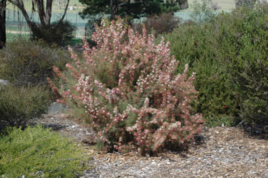 APII jpeg image of Grevillea levis  © contact APII