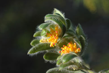 APII jpeg image of Grevillea centristigma  © contact APII