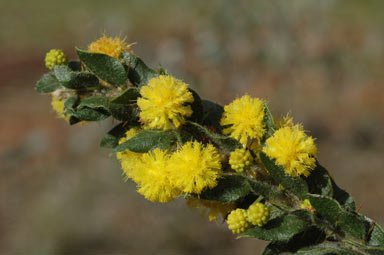 APII jpeg image of Acacia paradoxa  © contact APII