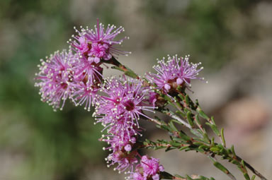 APII jpeg image of Kunzea parvifolia  © contact APII