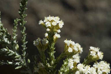 APII jpeg image of Ozothamnus hookeri  © contact APII