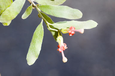 APII jpeg image of Grevillea linsmithii  © contact APII