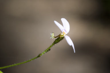 APII jpeg image of Stylidium laricifolium  © contact APII