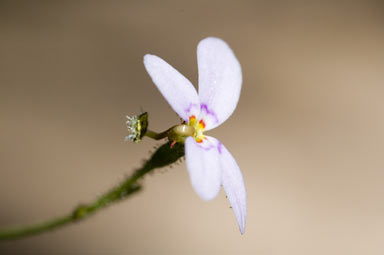 APII jpeg image of Stylidium laricifolium  © contact APII