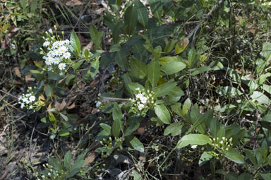 APII jpeg image of Olearia elliptica subsp. elliptica  © contact APII